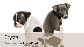  Presentation with greyhound - PPT theme with boston terrier italian greyhound puppy background and a coral colored foreground