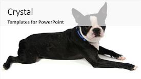  Presentation with boston - Presentation having boston terrier laying down background and a white colored foreground