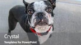  Presentation with boston - Audience pleasing presentation theme consisting of housekeeping solution - young housewife in cleaning concept backdrop and a sky blue colored foreground