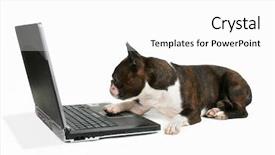  Presentation with boston - Theme consisting of boston terrier on a laptop background and a white colored foreground