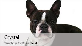  Presentation with molecular biology white - Slides with boston terrier on a white background and a light gray colored foreground