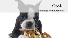  Presentation with boston - Cool new presentation design with boston terrier puppy and gold backdrop and a  colored foreground