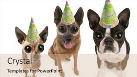  Presentation with blue eyes technology eye scan - Slide set enhanced with boston terrier puppy and two background and a coral colored foreground