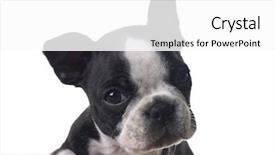  Presentation with boston - Beautiful PPT theme featuring boston terrier puppy isolated backdrop and a white colored foreground