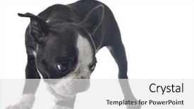  Presentation with boston - Audience pleasing slides consisting of boston terrier puppy isolated backdrop and a  colored foreground