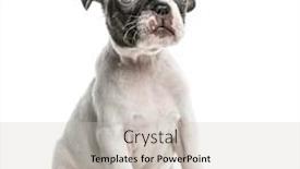  Presentation with boston - Slides enhanced with boston terrier puppy sitting isolated on white background and a light gray colored foreground