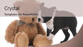  Presentation with teddy bear - Beautiful PPT layouts featuring boston terrier puppy with stuffed backdrop and a light gray colored foreground