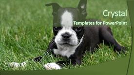  Presentation with grass waterfall - Amazing presentation having boston terrier puppy backdrop and a tawny brown colored foreground