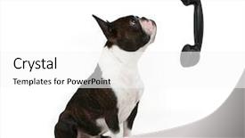 Presentation with boston - Presentation theme consisting of boston terrier talking background and a white colored foreground