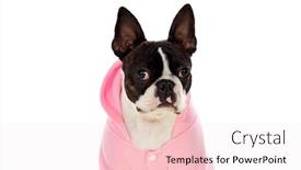  Presentation with boston - Slide set featuring boston-terrier-wearing-a-pink background and a sky blue colored foreground