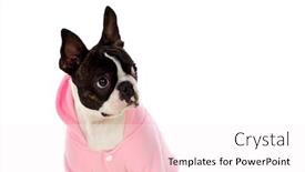  Presentation with boston - Cool new slides with boston-terrier-wearing-a-pink backdrop and a white colored foreground