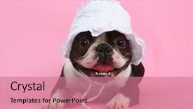  Presentation with boston - Presentation theme having boston terrier with a baby background and a  colored foreground