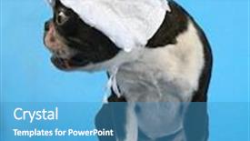  Presentation with boston - Audience pleasing presentation consisting of boston terrier with a baby bonnet backdrop and a teal colored foreground