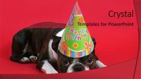  Presentation with boston - PPT layouts with boston terrier with a birthday background and a red colored foreground