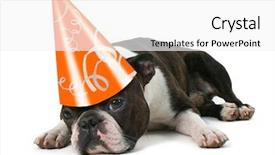  Presentation with 80th birthday - Amazing PPT layouts having boston terrier with a birthday backdrop and a white colored foreground