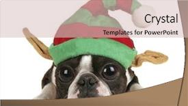  Presentation with boston - PPT theme having boston terrier with a christmas background and a soft green colored foreground