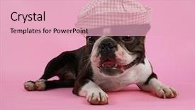  Presentation with graduation ceremony graduation caps hat - PPT theme consisting of boston terrier with a hat background and a  colored foreground
