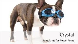  Presentation with boston - Amazing PPT theme having boston terrier with blue goggles backdrop and a white colored foreground