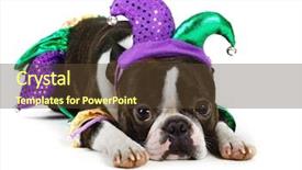  Presentation with boston - Audience pleasing theme consisting of boston terrier with jester costume backdrop and a tawny brown colored foreground