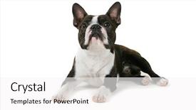  Presentation with boston - Colorful presentation theme enhanced with boston terrier backdrop and a white colored foreground