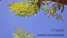 Presentation with tree - Slides consisting of boswellia-frankincense-tree-socotra-island background and a light blue colored foreground