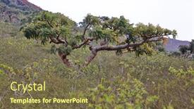  Presentation with tree step - Beautiful presentation theme featuring boswellia-frankincense-tree-socotra-island backdrop and a tawny brown colored foreground