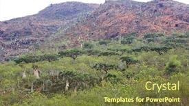  Presentation with budding trees - Colorful slide set enhanced with boswellia-frankincense-trees-socotra-island backdrop and a tawny brown colored foreground