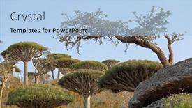  Presentation with dragon - Slides featuring boswellia-tree-or-frankincense-tree background and a light blue colored foreground