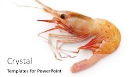  Presentation with botan - PPT theme having botan-shrimp-pandalus-nipponensis-isolated background and a white colored foreground