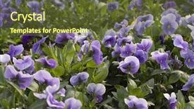  Presentation with garden - Audience pleasing slide deck consisting of botanic garden backdrop and a tawny brown colored foreground