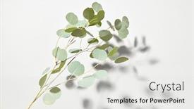  Presentation with botanical - Presentation theme featuring botanical-composition-from-falling-natural background and a light gray colored foreground