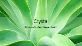  Presentation with green botanical - Slide deck enhanced with botanical flowers - agave green leaves close-up shallow background and a seafoam green colored foreground