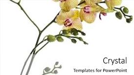  Presentation with orchid - Presentation theme enhanced with botanical flowers - beautiful flower orchid phalaenopsis isolated background and a white colored foreground