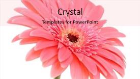  Presentation with beautiful floral border flower design - PPT theme having botanical flowers - beautiful gerbera flower isolated background and a coral colored foreground