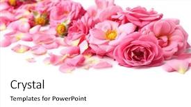  Presentation with pink rose petals - Amazing slide deck having botanical flowers - beautiful pink rose petals closeup backdrop and a  colored foreground