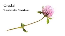  Presentation with botany - Audience pleasing theme consisting of botanical flowers - nature season summer and botany backdrop and a  colored foreground