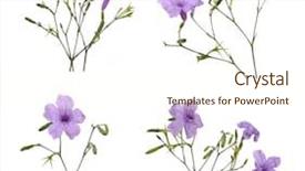  Presentation with flower - Audience pleasing PPT theme consisting of black and white still life opened blank notepad notebooks pen pencil and glasses top view flat lay with copy space backdrop and a light gray colored foreground.