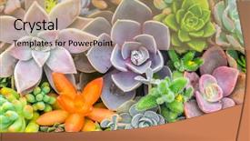  Presentation with cartoon cactus - PPT theme having botanical garden - beautiful small cactus field background and a coral colored foreground