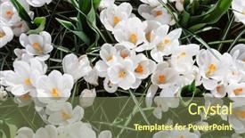  Presentation with botanical - Presentation design enhanced with botanical garden - spring flowers closeup background and a tawny brown colored foreground