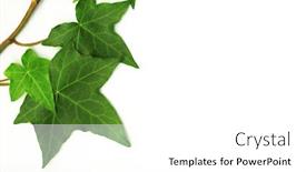  Presentation with green botanical - Presentation theme having botanical green border made of ivy leaves isolated on a white background background and a white colored foreground
