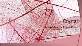  Presentation with skeleton - Presentation with botany fossil - decorative skeleton leaves background background and a  colored foreground