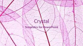  Presentation with chemistry leaves green leaf - Amazing slides having botany fossil - decorative skeleton leaves background backdrop and a pink colored foreground