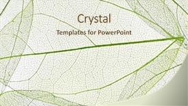  Presentation with skeleton - Beautiful theme featuring botany fossil - decorative skeleton leaves background backdrop and a sky blue colored foreground