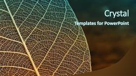  Presentation with botany - Cool new slides with botany fossil - dried leaf skeleton closeup backdrop and a tawny brown colored foreground