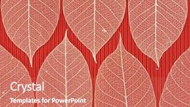  Presentation with botany - Audience pleasing presentation theme consisting of botany fossil - dried leaf skeleton on handmade backdrop and a  colored foreground