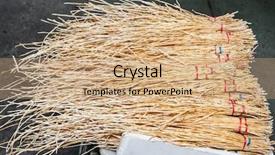  Presentation with horsetail plant - Cool new PPT layouts with botany fossil - horsetail equisetum healing plant bunch backdrop and a  colored foreground