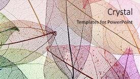  Presentation with multicolor - Theme consisting of botany fossil - multicolor decorative skeleton leaves background and a coral colored foreground