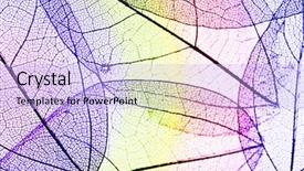  Presentation with multicolor - Cool new presentation design with botany fossil - multicolor decorative skeleton leaves backdrop and a  colored foreground