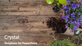 Presentation with plants - Presentation theme having botany garden - outdoor gardening tools plants background and a violet colored foreground