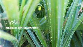  Presentation with plant biology - Beautiful presentation design featuring botany-nature-biology-eco backdrop and a seafoam green colored foreground